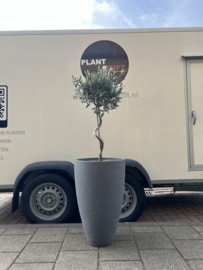 Olijfboom spiraalvorm in lichtgrijze hardplastic pot