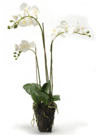 Phalaenopsis (orchidee) 3 tak wit (75)