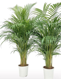 Dypsis Lutescens 160/24