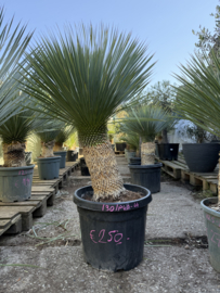 Yucca rostata op stam 139/P40 stam 44