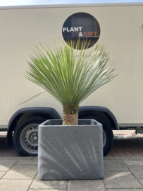 Yucca rostrata in plantenbak grijs steendesign