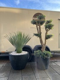 Yucca rostrata in pot steen design