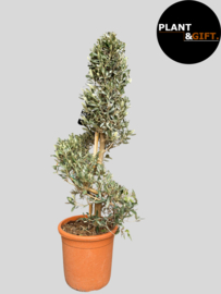 Olijfboom spiraalvorm 130 / potmaat 30