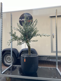 Olijfboom bonsaivorm compleet in Capi europe pot
