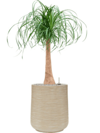 BAQ Dune darcy (meerdere kleuren)
