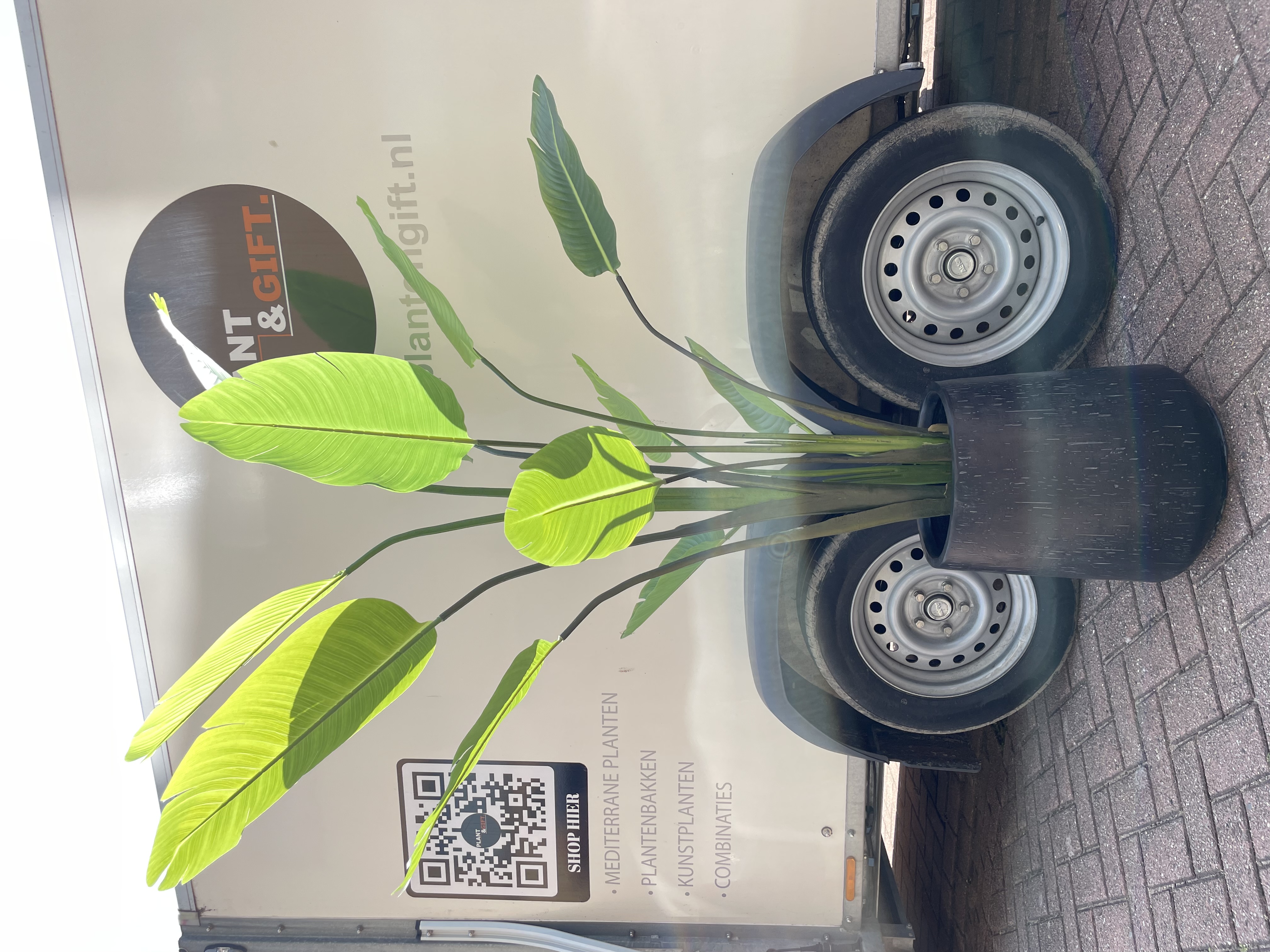 Kunstplant Strelitzia Nicolai in Raindrop Pot – 210 cm Hoog – Zwart