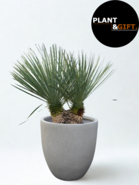 Yucca Rostrata Dubbelstam in Raindrop Beige Pot (Fiberclay)