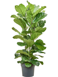 Ficus Lyrata toef - 140cm