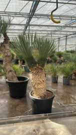 Yucca Rostrata Dubbelkop XL 144/P45