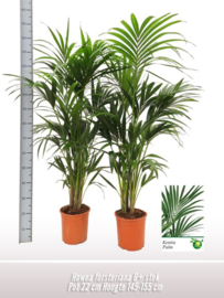 Howea Forsteriana 150/21