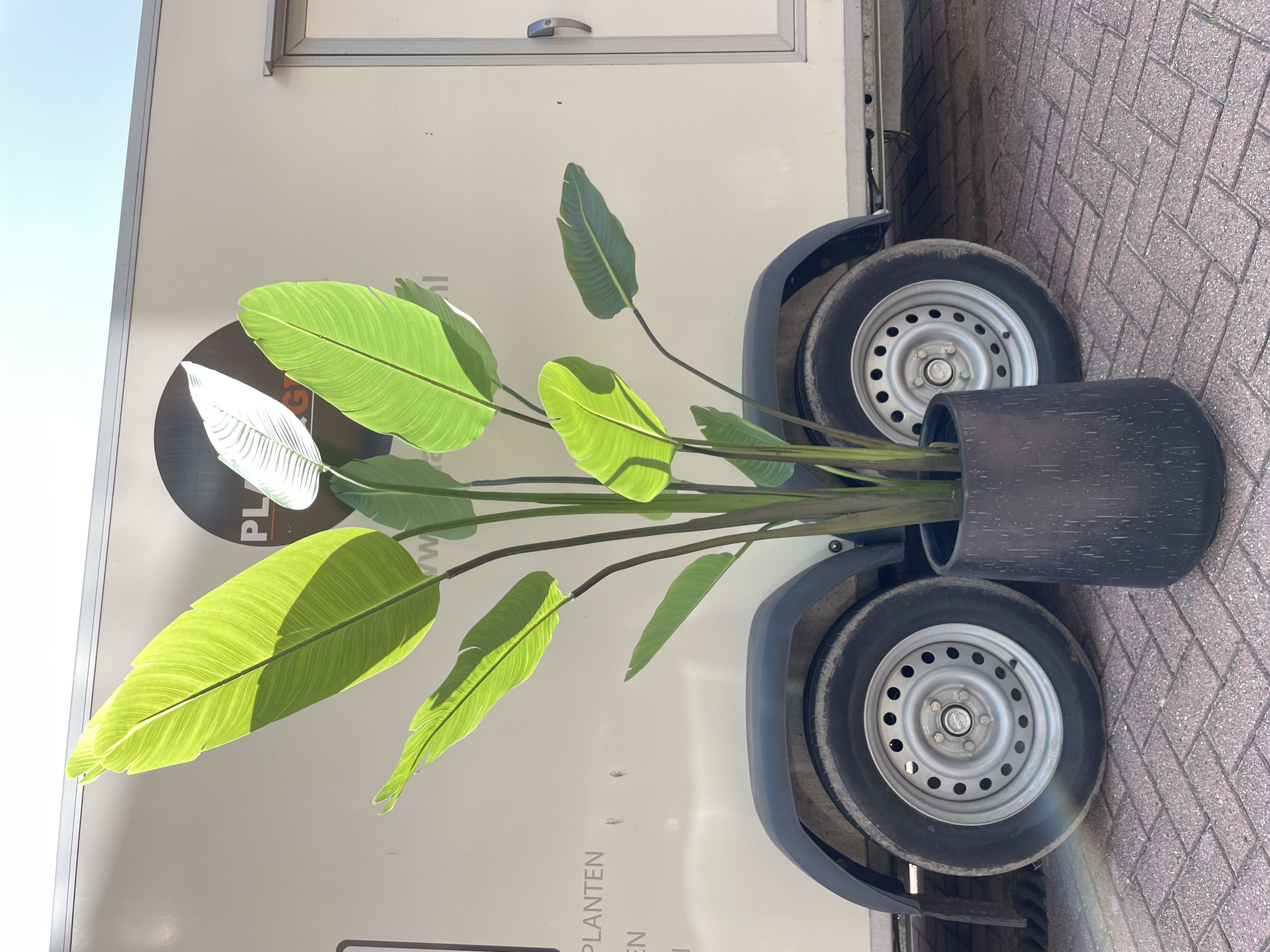 Kunstplant Strelitzia Nicolai in Raindrop Pot – 210 cm Hoog – Zwart