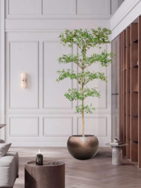 Bucida Buceras Bush – Kunstplant 240 cm