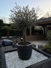 Capi urban smooth buitenpot met olijfboom
