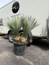Yucca Rostrata Dubbelstam 110/45