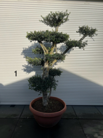 Olijfboom Pon Pon vertakt 170-180