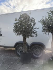 Olijfboom op stam P40 – hoogte ca. 160 cm