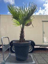 Pot antraciet betonlook D58