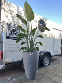 Strelitzia Nicolai in pot lichtgrijs