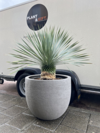 Yucca rostrata compleet in XL pot cement grey
