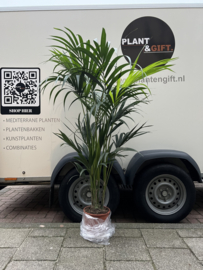 Howea Forsteriana 150/21