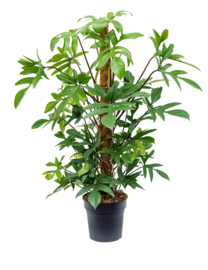 Philodendron pedatum H100