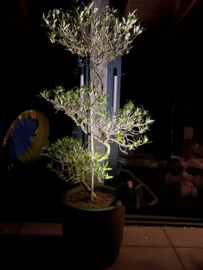 Solar verstelbare prikspot LED