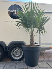 Trachycarpus Fortunei compleet in pot matte zwart