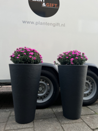Dianthus compleet in pot hoog antraciet (per stuk)