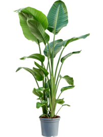 Strelitzia Nicolai - 150cm