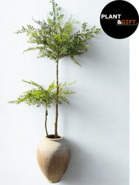 Kunstplant Sophora in pot Vessel Mina