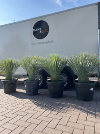 Yucca Rostrata 100/40  (per stuk)