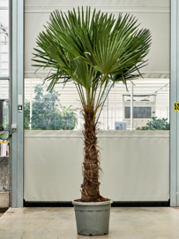 Palmboom Trachycarpus fortunei 80-100 275cm