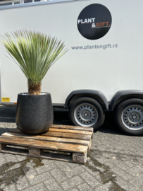 Yucca rostrata in Terazzo black