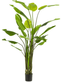 Kunstplant Strelitzia Nicolai 235cm