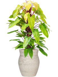 Apollo S Chalk White – Ficonstone Bloempot