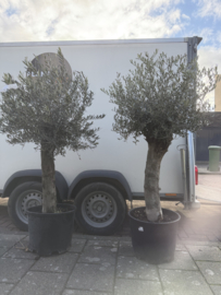 Olijfboom op stam P40 – hoogte ca. 160 cm