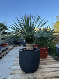 Capi compleet met Yucca Rostrata