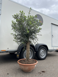 Olijfboom bonsai in schaal 170/P55