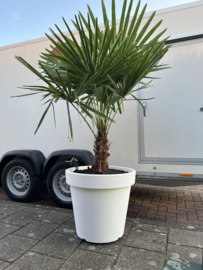 Palm Trachycarpus fortunei compleet in pot matte wit