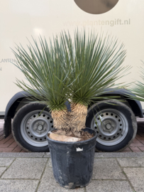 Yucca Rostrata Dubbelstam – 105 cm