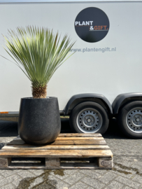 Yucca rostrata in Terazzo black