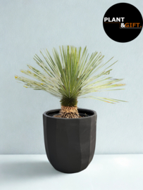 Yucca rostrata in matte zwarte Capi pot