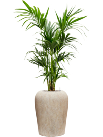 Kentia (Howea) forsteriana in Mineral