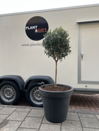 Olijfboom compleet in pot antraciet D58/155