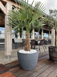 Palm fortunei in pot steen design antraciet