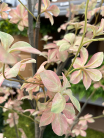 Kunstplant Tropaeolum vertakt perzik groen 185 cm