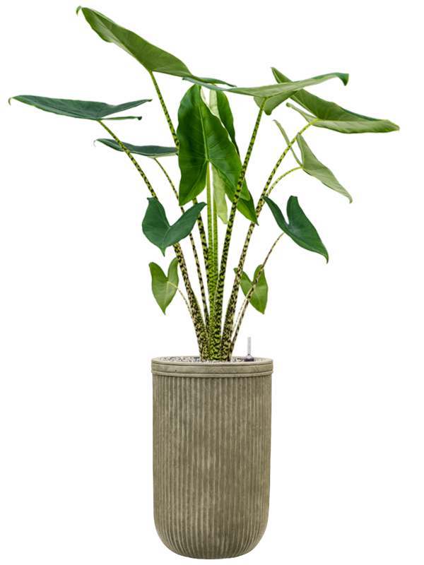 Baq Vertical Rib Cylinder green
