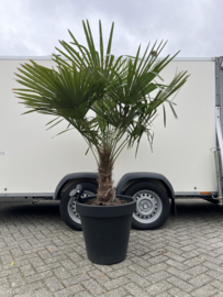 Trachycarpus fortunei in pot matte zwart