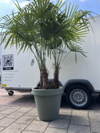 Driestammen trachycarpus fortunei in pot matte groen