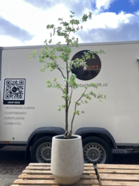Kunstplant Tropaeolum in pot Mineral Harrith